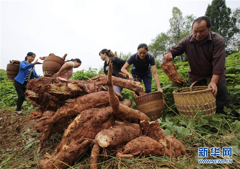 湖南张家界高山葛根迎来丰收季