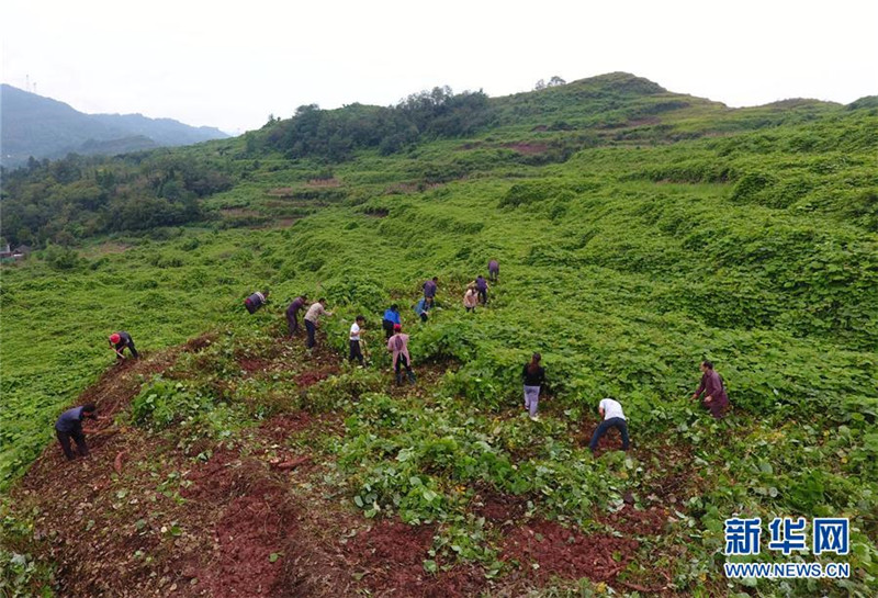 湖南张家界高山葛根迎来丰收季