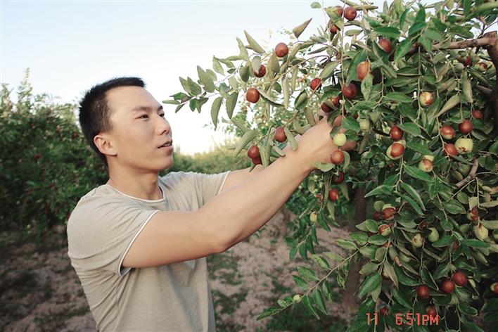 宁夏中宁县石空镇红枣大量上市