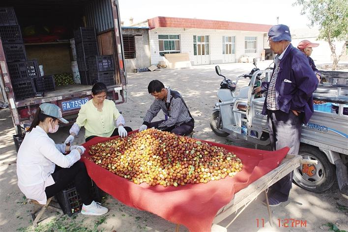 宁夏中宁县石空镇红枣大量上市