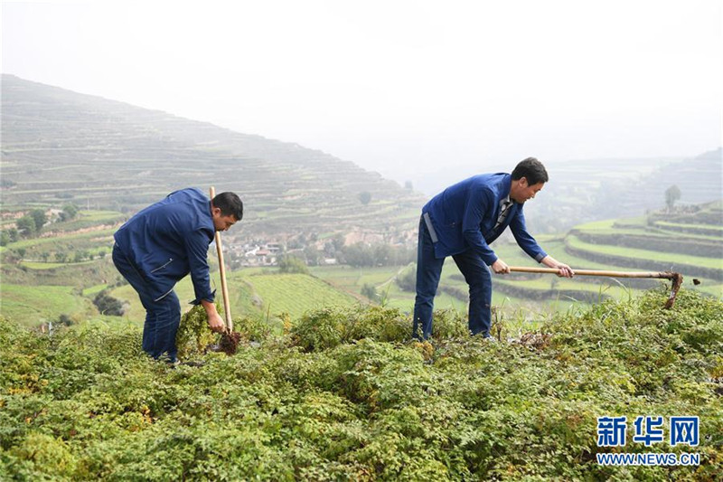 甘肃宕昌:做强中药材富民大产业