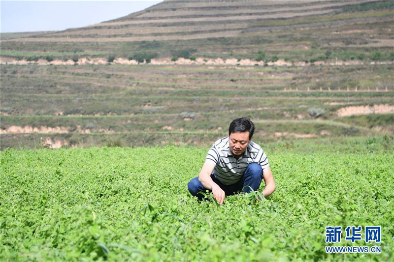 甘肃宕昌:做强中药材富民大产业