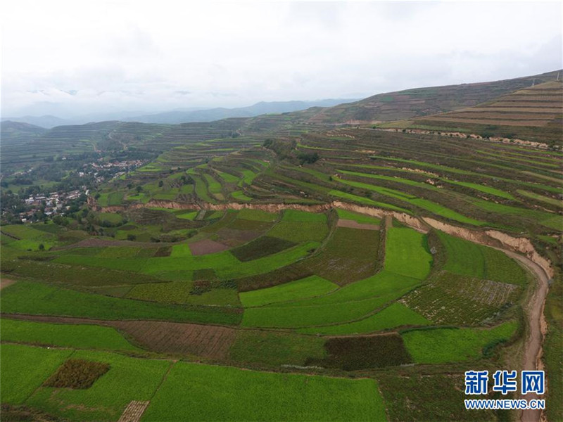 甘肃宕昌:做强中药材富民大产业