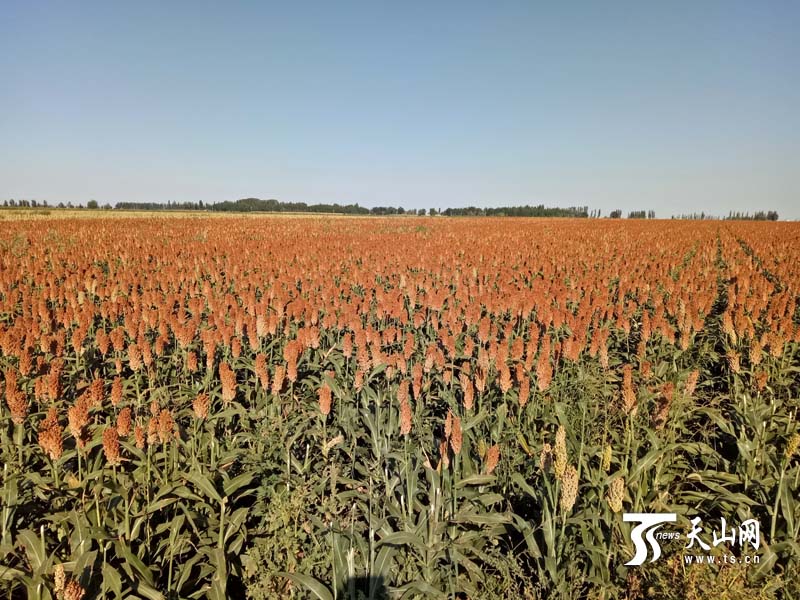新疆吉木萨尔县老台乡又见高粱红