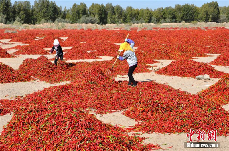 甘肃高台近万亩辣椒丰收“红红火火”