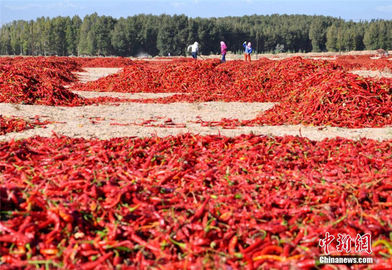 甘肃高台近万亩辣椒丰收“红红火火”