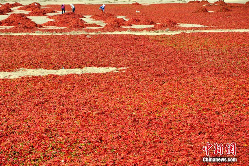 甘肃高台近万亩辣椒丰收“红红火火”