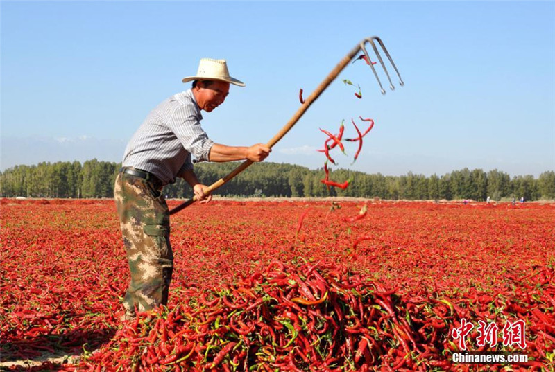 甘肃高台近万亩辣椒丰收“红红火火”