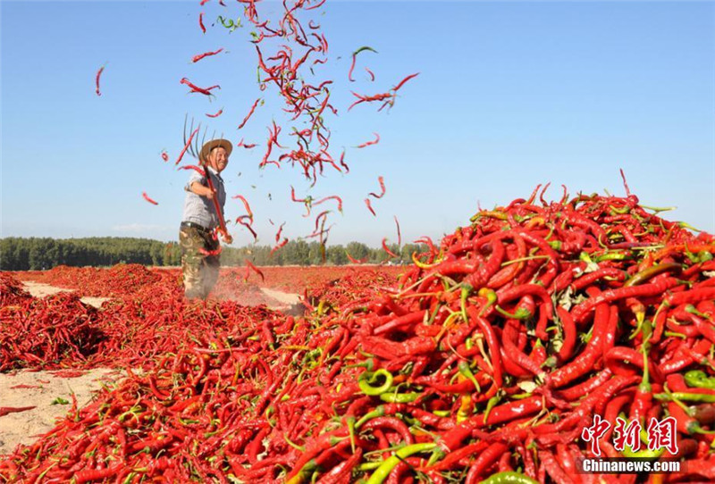 甘肃高台近万亩辣椒丰收“红红火火”
