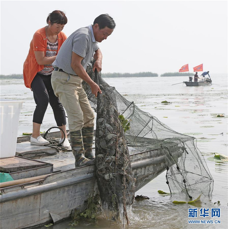 江苏泗洪:洪泽湖大闸蟹开捕上市