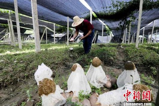 广西大苗山种植“菌中皇后”产值千万助村民脱贫