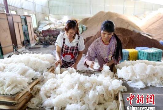 广西大苗山种植“菌中皇后”产值千万助村民脱贫