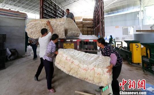 广西大苗山种植“菌中皇后”产值千万助村民脱贫