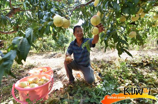 ӱİʲƷ򿪾г ɫֲũ¸