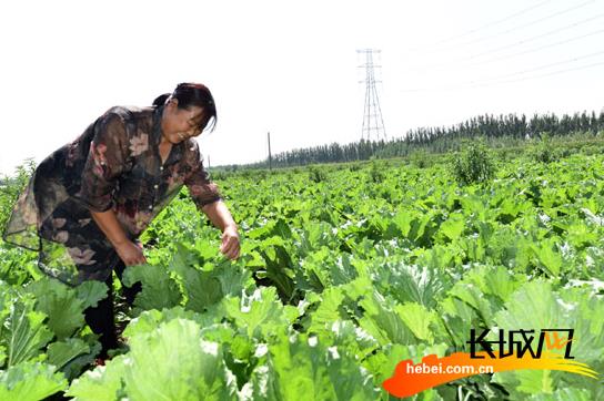 ӱİʲƷ򿪾г ɫֲũ¸