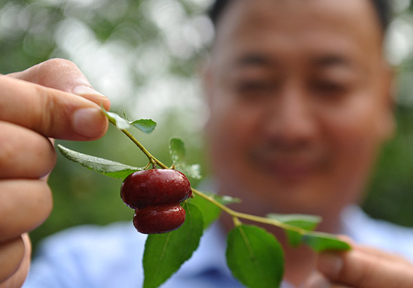 河北沧县:“金丝小枣之乡”探索农业供给侧改革