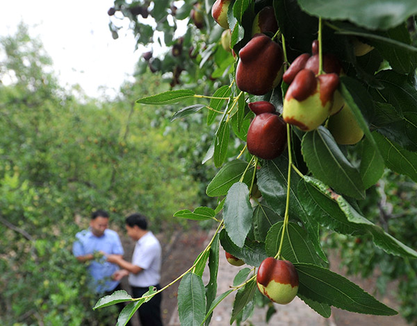 河北沧县:“金丝小枣之乡”探索农业供给侧改革