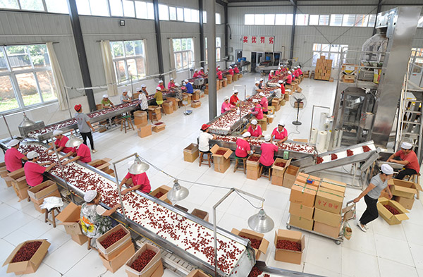 河北沧县:“金丝小枣之乡”探索农业供给侧改革