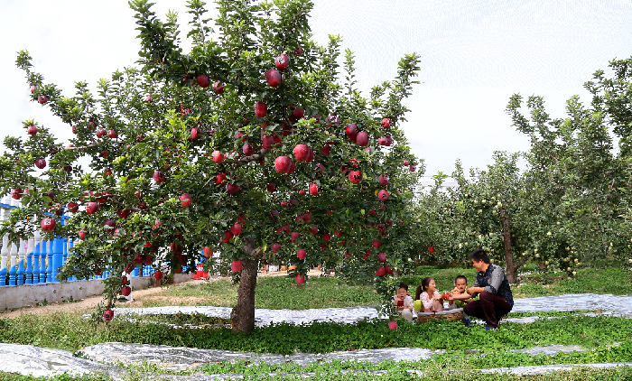 苹果映红致富路——山西临猗县大力发展苹果产业纪实