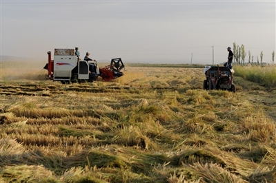 宁夏银川:金秋塞上 稻香醉人