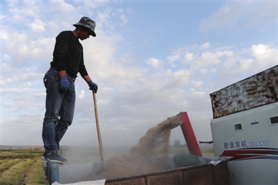 宁夏银川:金秋塞上 稻香醉人