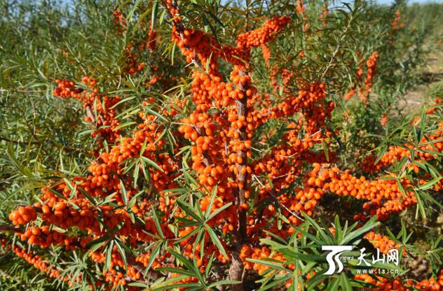 ½ŵھʦ170ɳҵ ʵְųЧ