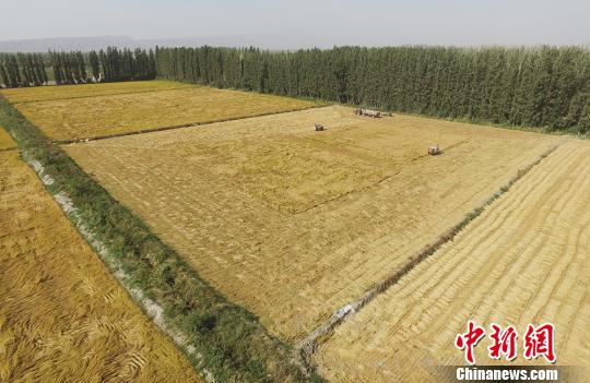 新疆兵团南部水稻成熟描绘丰收画卷