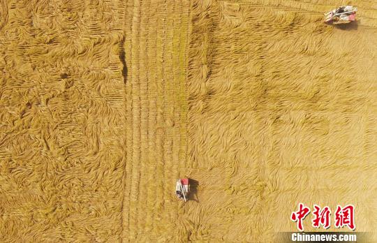 新疆兵团南部水稻成熟描绘丰收画卷