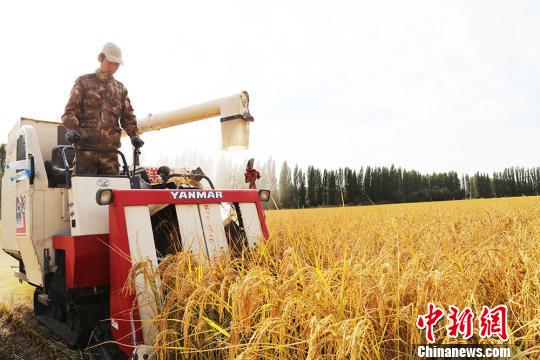 新疆兵团南部水稻成熟描绘丰收画卷