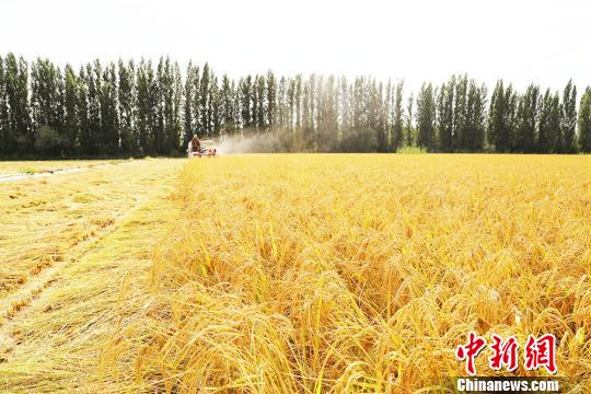 新疆兵团南部水稻成熟描绘丰收画卷