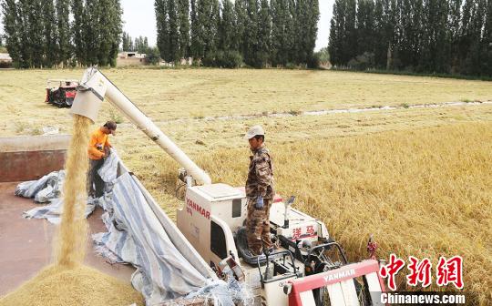 新疆兵团南部水稻成熟描绘丰收画卷