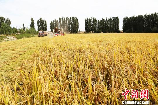 新疆兵团南部水稻成熟描绘丰收画卷