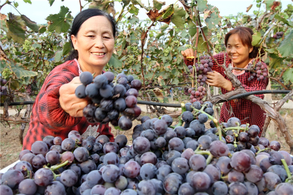 ӱأ조԰ۺ塱 ũҵչ¶