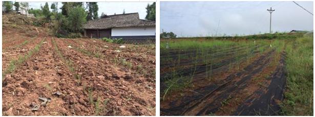 四川巴中市恩阳区再掀芦笋秋植秋管高潮