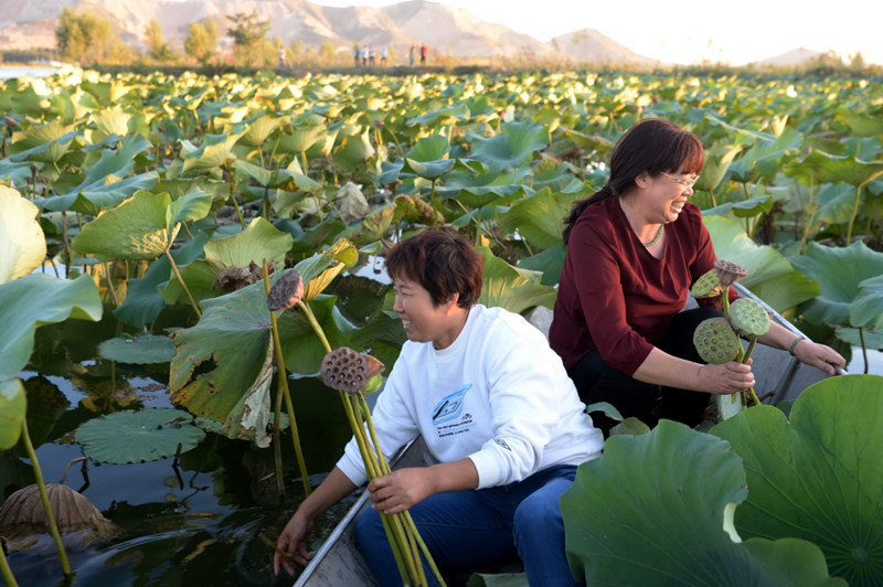 河北唐山:“莲经济”带火乡村游