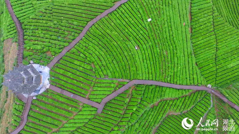 ʩɽƬƬ裬ƾɶڡһһ·£