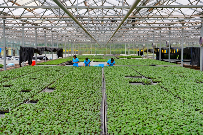 河北乐亭:打造优质农产品基地