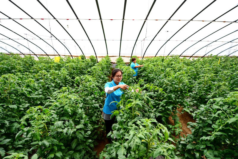 河北乐亭:打造优质农产品基地