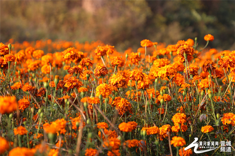 ɽ괨ǧĶپӭժ ҩĲҵƶ