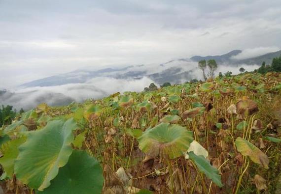重庆奉节县石岗乡:百余亩莲藕喜获丰收