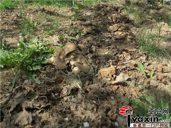 新疆吉木萨尔县:林下食用菌经济 农民致富“新引擎”