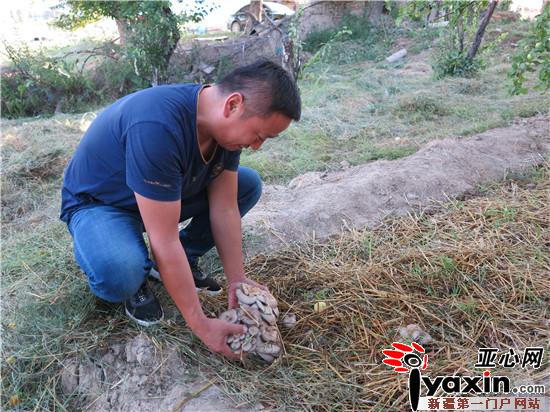 新疆吉木萨尔县:林下食用菌经济 农民致富“新引擎”