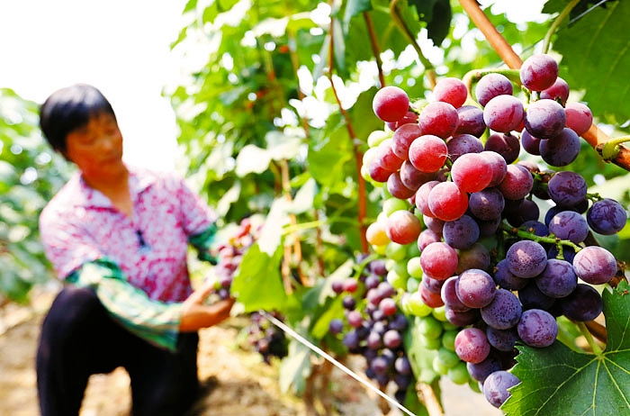 ӱˮҳׯչɫֲʩ¸·