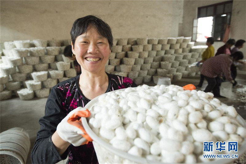 江苏海安:“中秋蚕”喜获丰收