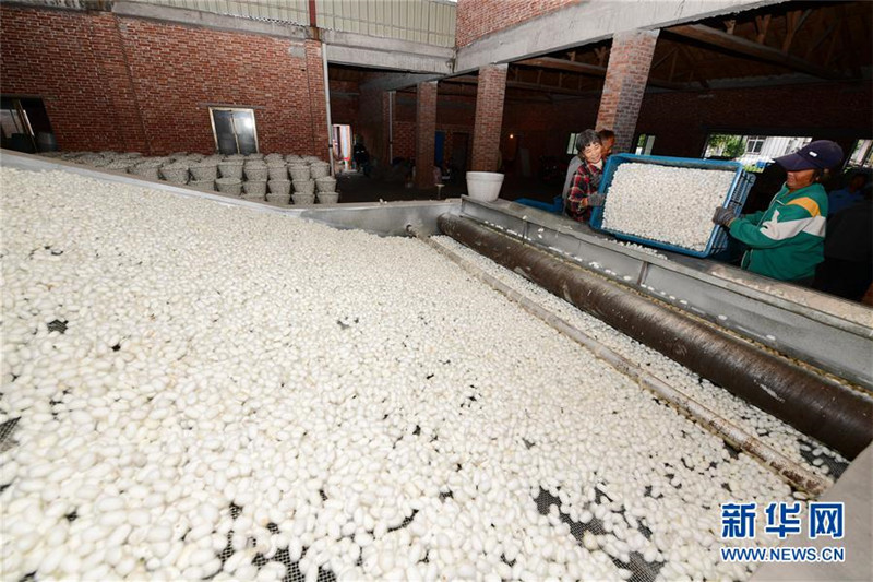 江苏海安:“中秋蚕”喜获丰收