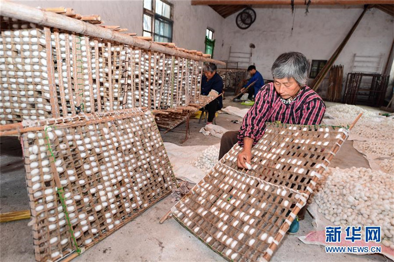 江苏海安:“中秋蚕”喜获丰收