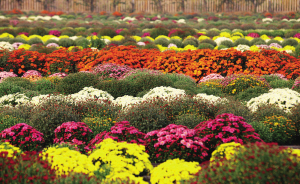 天津宝坻3000余品种菊花绽放迎客