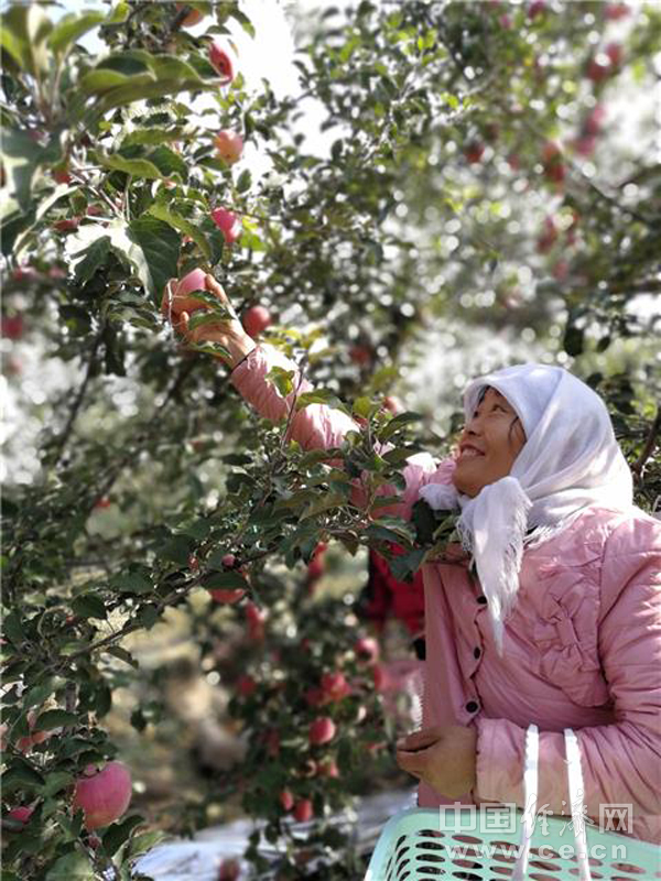 宁夏中卫:沙坡头好 富硒苹果更好!