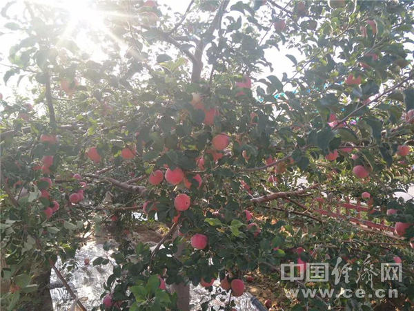 宁夏中卫:沙坡头好 富硒苹果更好!