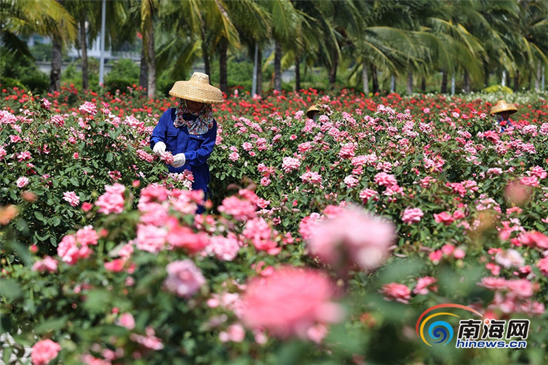 回访习近平视察海南——三亚玫瑰谷:盐碱地开出玫瑰花